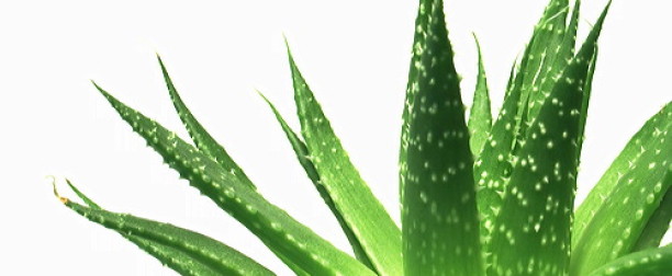 Aloes – właściwości i zastosowanie