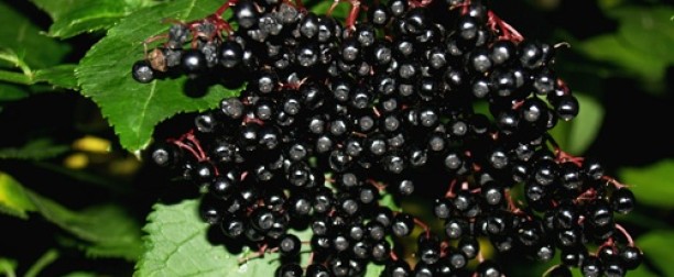 Syrop z czarnego bzu – co to jest?