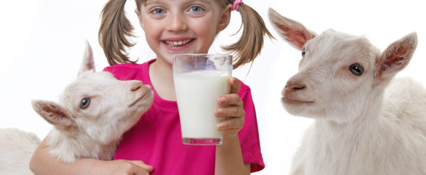 Regularne picie koziego mleka- jak wpływa na zdrowie i urodę?