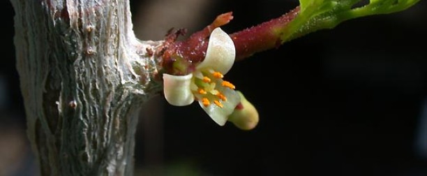 Balsamowiec mirra – właściwości i zastosowanie