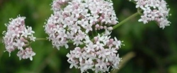 Kozłek lekarski – właściwości i zastosowanie