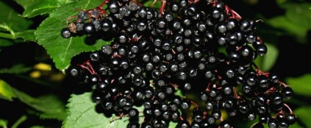 Syrop z czarnego bzu – co to jest?