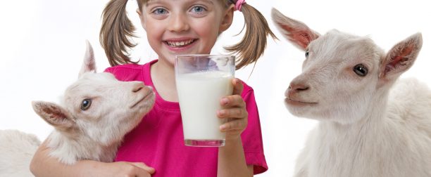 Regularne picie koziego mleka- jak wpływa na zdrowie i urodę?