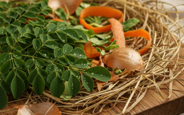 Liście moringi i resztki z kafeterii jako suplementy w żywieniu owiec Gamo: efekty na wzrost i opłacalność