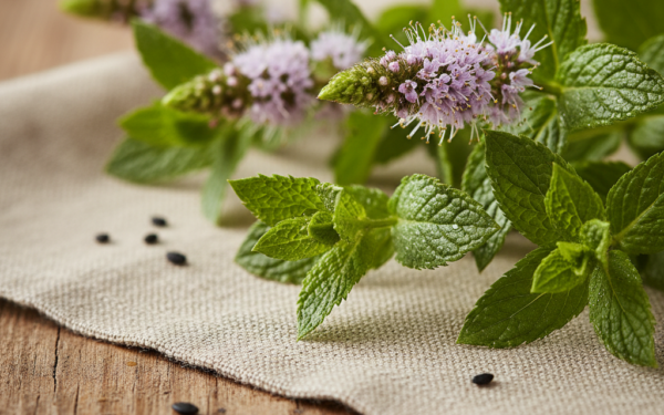 Mięta polna - właściwości i zastosowanie