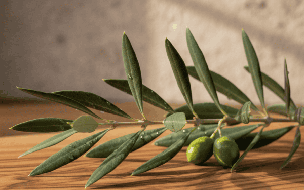 Oliwka europejska - właściwości, uprawa, choroby i pielęgnacja