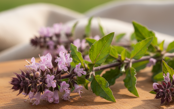 Ożanka właściwa - właściwości i zastosowanie