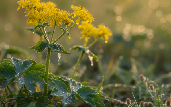 Glistnik Jaskółcze Ziele: Naturalny Skarb dla Zdrowia i Urody