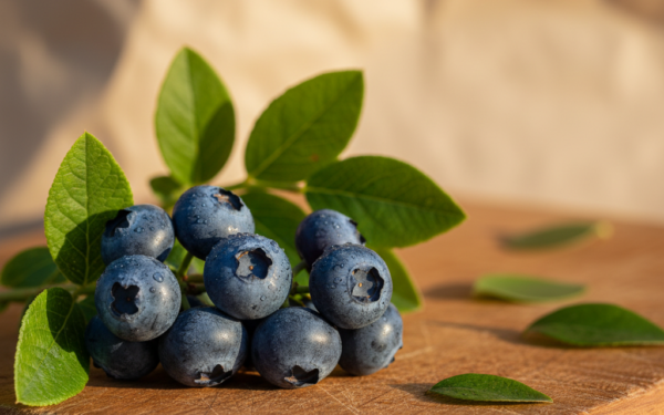 Borówka wysoka - właściwości i zastosowanie