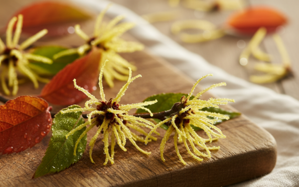 Oczar wirginijski - lecznicza moc natury