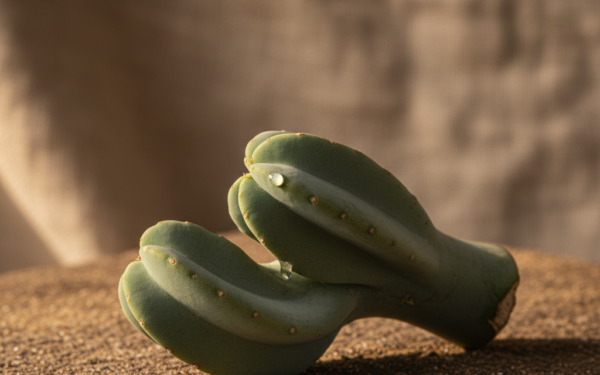 Mleczara wyniosła: Niezwykła roślina lecznicza i ozdobna