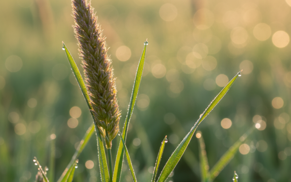 Miłek wiosenny - właściwości i zastosowanie