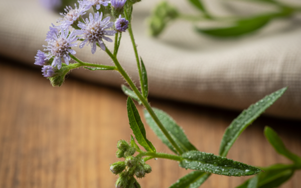 Zwodnica wysoka - właściwości i zastosowanie