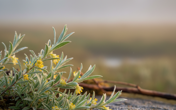 Wierzbówka kiprzyca - właściwości i zastosowanie