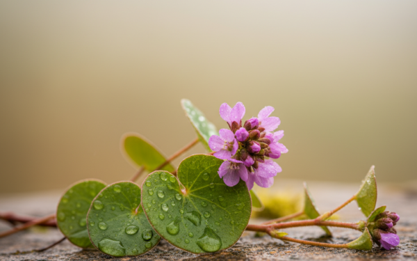 Tarczownica irlandzka - właściwości i zastosowanie