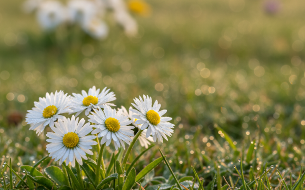 Stokrotka pospolita - właściwości i zastosowanie