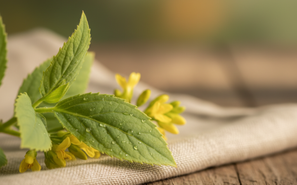 Sabadyla lekarska - właściwości i zastosowanie