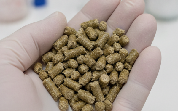 Probiotyki jako narzędzie do usuwania mikotoksyn z paszy drobiowej